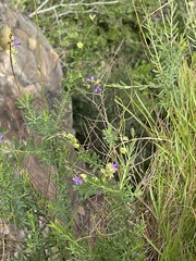 Polygala serpentaria