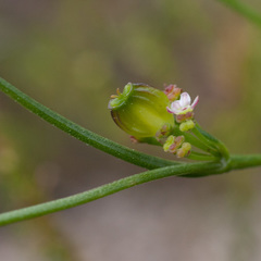 Centella macrocarpa