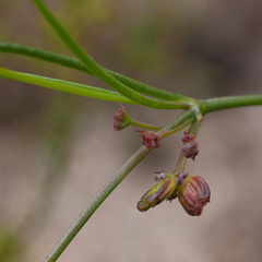Centella macrocarpa