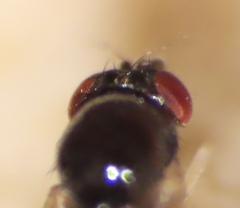 Mycodrosophila