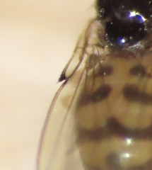 Mycodrosophila