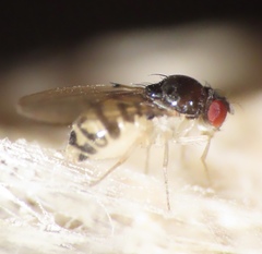 Mycodrosophila