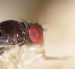 Mycodrosophila