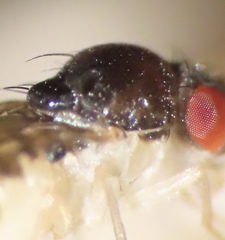 Mycodrosophila