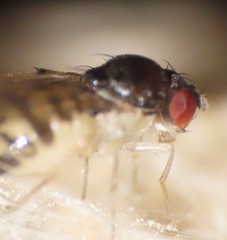 Mycodrosophila
