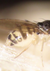 Mycodrosophila