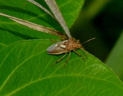 Oebalus