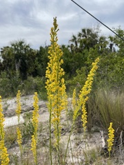 Solidago virgata