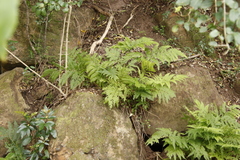 Pteris dentata