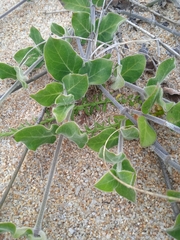 Oxypetalum tomentosum
