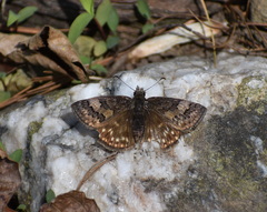 Erynnis brizo