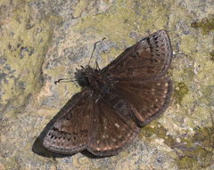 Erynnis brizo