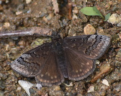 Erynnis brizo