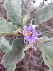 Solanum falciforme