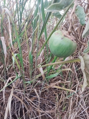 Solanum falciforme