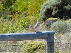 Falco cenchroides cenchroides