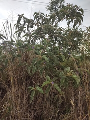 Solanum falciforme