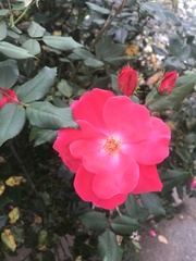 Rosa