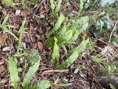 Microsorum punctatum