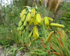 Albuca juncifolia