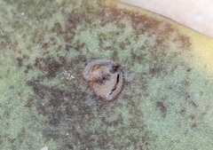 Phytomyza glabricola