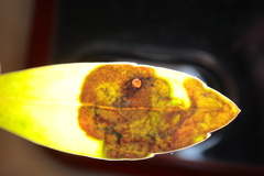 Phytomyza glabricola