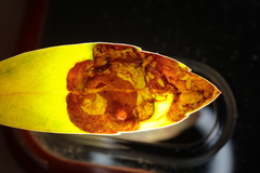 Phytomyza glabricola