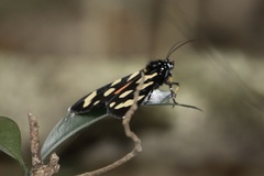 Heraclia africana