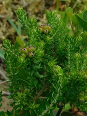 Phylica litoralis