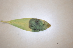 Phytomyza glabricola