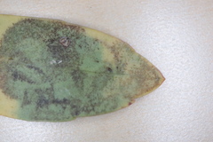 Phytomyza glabricola