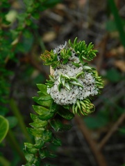 Phylica litoralis