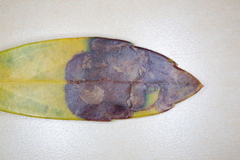 Phytomyza glabricola