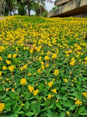 Arachis repens