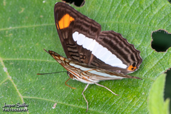 Adelpha iphiclus iphiclus