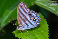 Chloreuptychia chlorimene