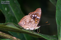 Doxocopa agathina agathina