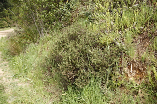 Image of Cliffortia filicaulis by (c) Tony Rebelo, some rights reserved (CC BY-SA)