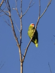 Amazona autumnalis
