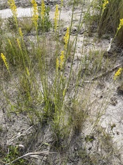 Solidago virgata