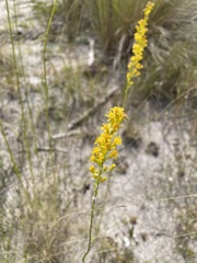 Solidago virgata