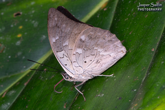 Archaeoprepona demophoon