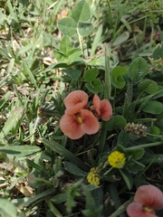 Macroptilium gibbosifolium