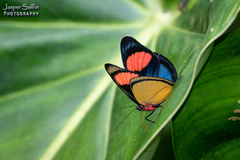 Batesia hypochlora