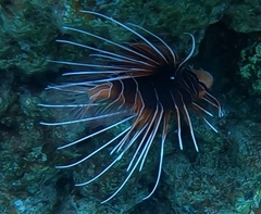 Pterois cincta