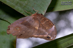 Catoblepia xanthicles