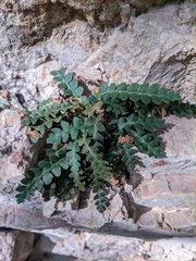 Asplenium ceterach image