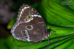 Morpho achilles