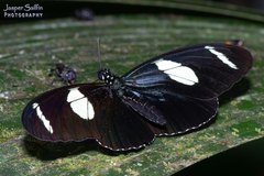 Heliconius wallacei