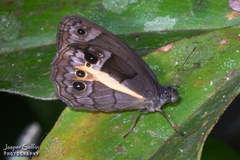 Posttaygetis penelea